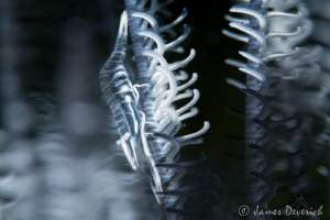 Shades of shrimp / Crinoid commensal shrimp by James Deverich 